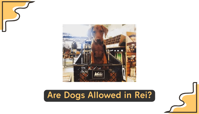 dogs allowed at rei