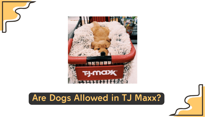 dogs allowed in stores