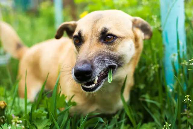 dogs chewing grass