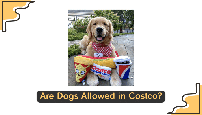 dogs permitted at costco
