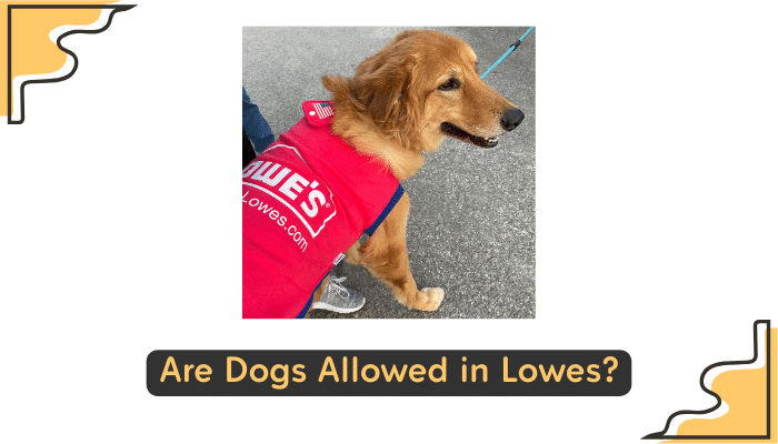 dogs permitted at lowes