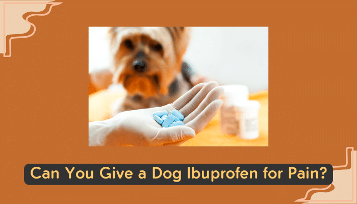 ibuprofen for dog pain