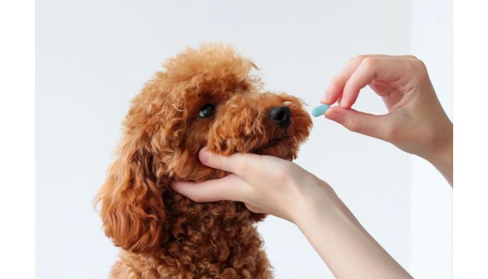 medication of anxiety for dogs
