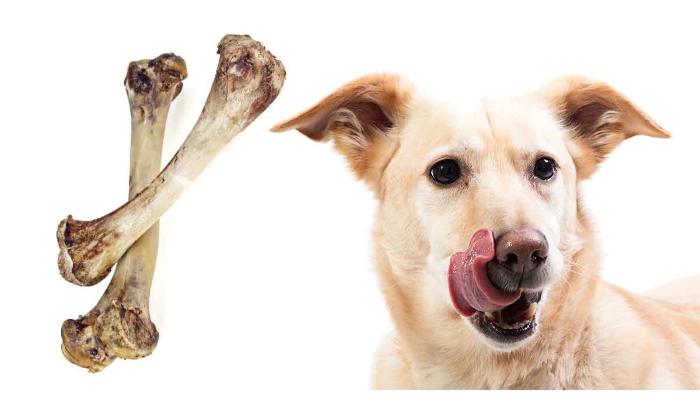 my dog ate chicken bones