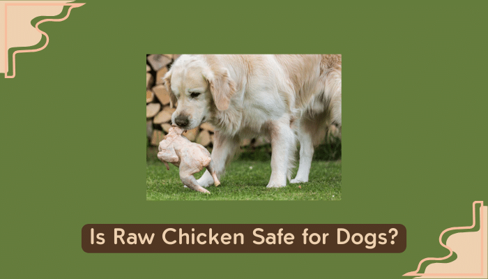 raw chicken for dogs