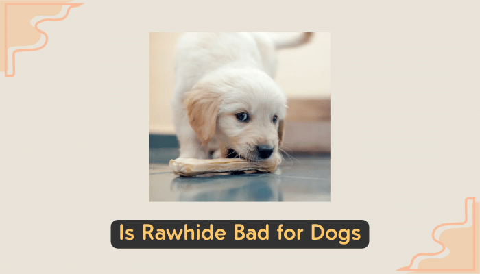 rawhide and dogs health