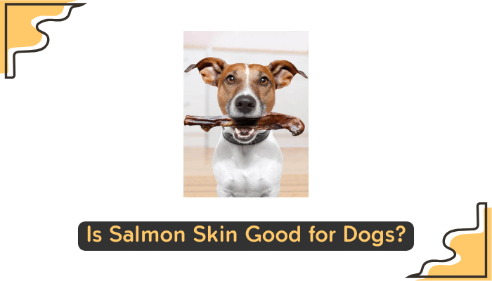 salmon skin food for dogs