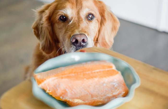 salmon skin for dog food