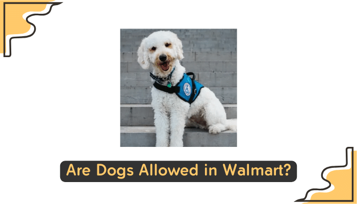 walmart s dog policy clarified