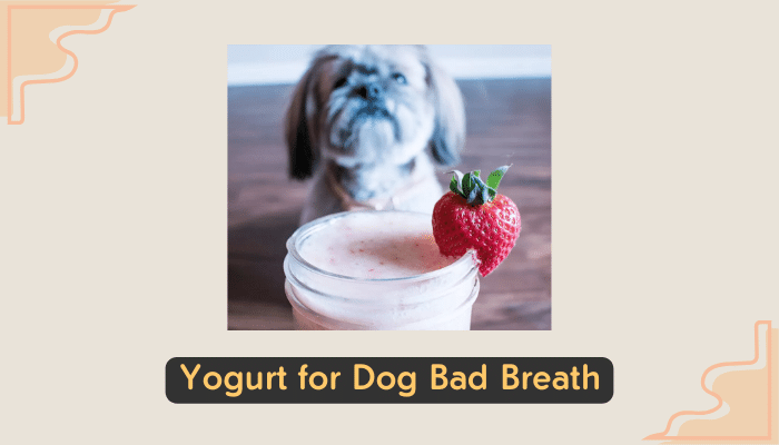 yogurt cures dog halitosis