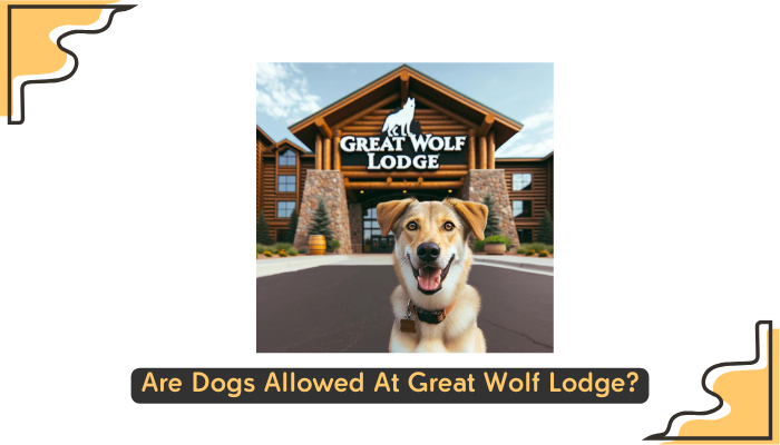 Are Dogs Allowed At Great Wolf Lodge