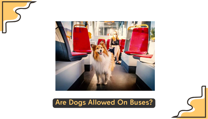 Are Dogs Allowed On Buses