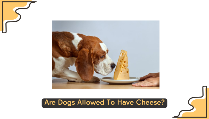 Are Dogs Allowed To Have Cheese