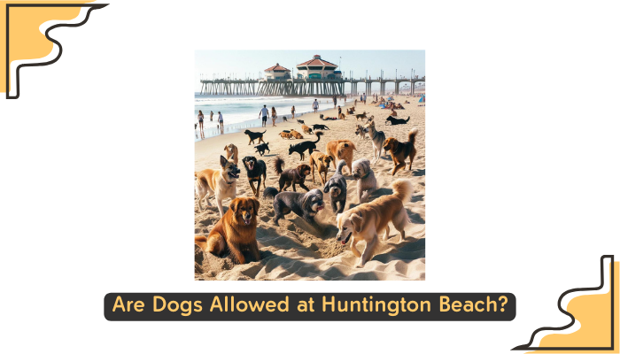 Are Dogs Allowed at Huntington Beach