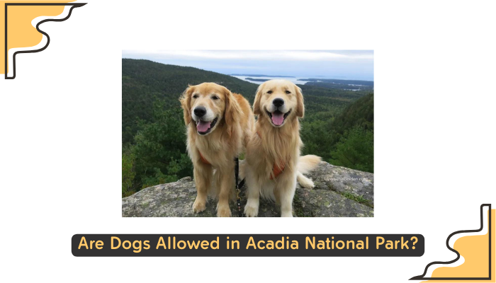Are Dogs Allowed in Acadia National Park