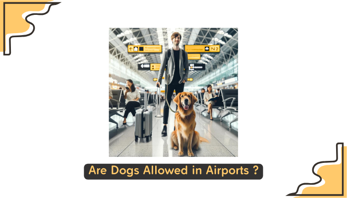 Are Dogs Allowed in Airports