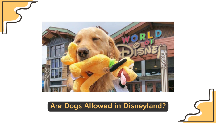 Are Dogs Allowed in Disneyland