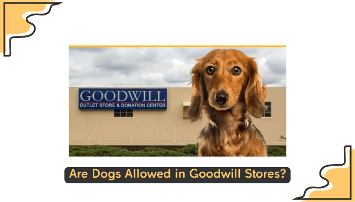 Are Dogs Allowed in Goodwill Pros Cons Tips