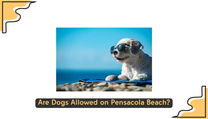 Are Dogs Allowed on Pensacola Beach