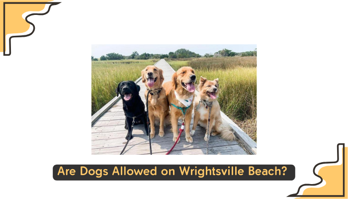 Are Dogs Allowed on Wrightsville Beach
