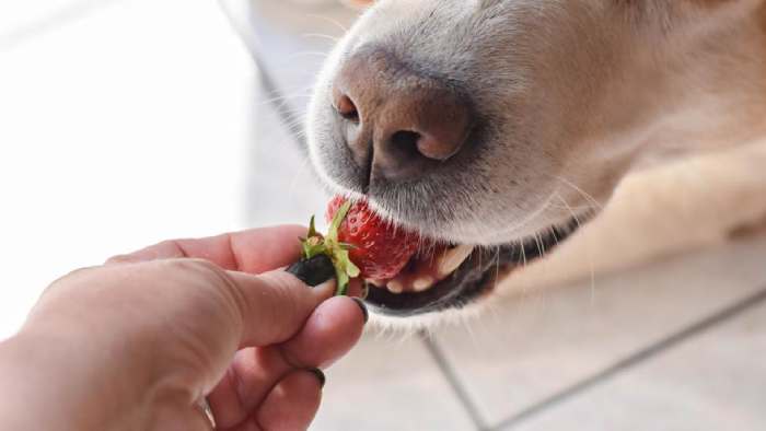 Benefits of Strawberries for Dogs