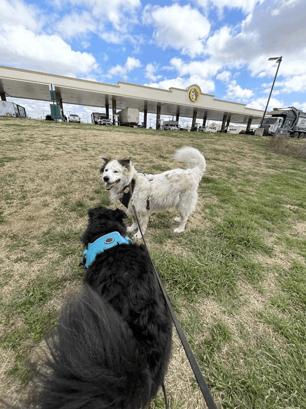 Buc-ee's Pet Policy