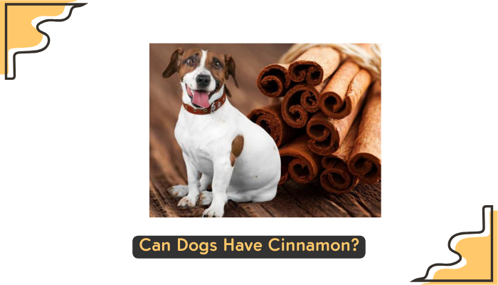 Can Dogs Have Cinnamon (1)