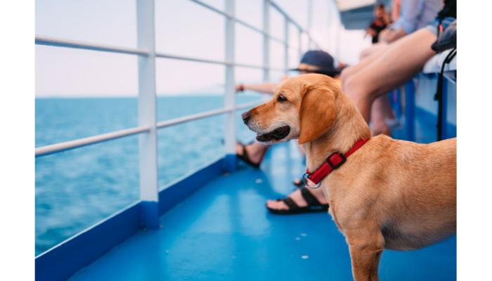 Can you bring your dog on a cruise ship