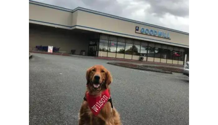 Are Dogs Allowed in Goodwill Pros Cons Tips