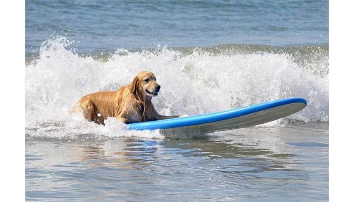 Dog Friendly beaches in Pensacola