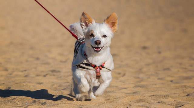 Dog at Myrtle Beach