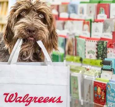 Dog at Walgreens