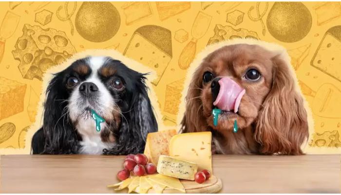 Dog eating cheese