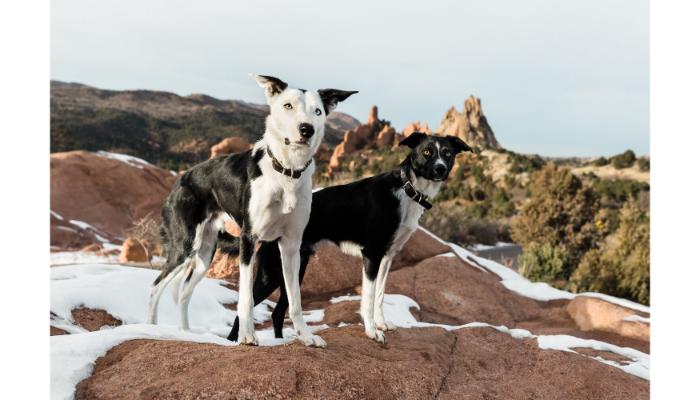 Dog friendly Garden of the Gods