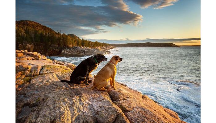 Dogs in Acadia NatIonal park