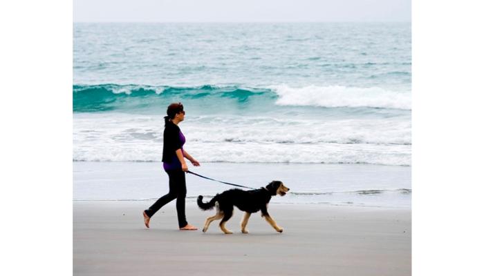 Dog in Carolina Beach