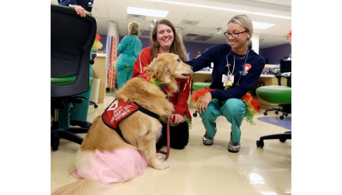 Dog visit Hospital