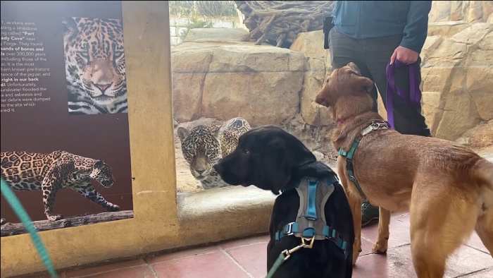 Dogs Allowed at the Zoo