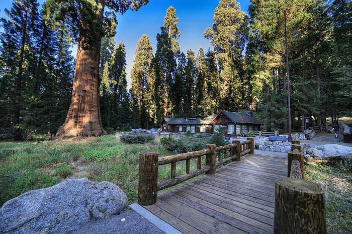 Dogs Allowed in Sequoia National Park