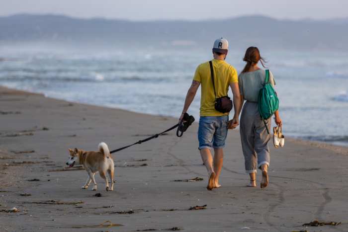 Dogs Allowed on Folly Beach