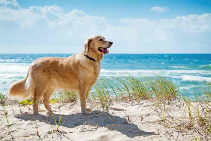 Dogs Allowed on Jacksonville Beach