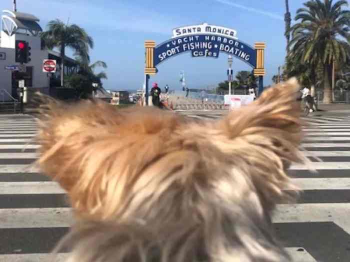 Dogs Allowed on Santa Monica Beach