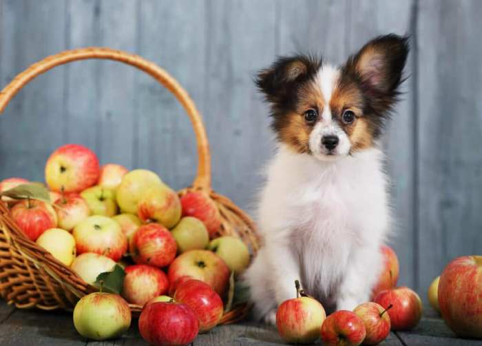 Dogs Eat Apples