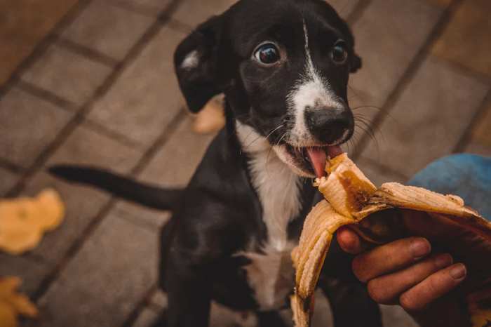 Dogs Eat Bananas