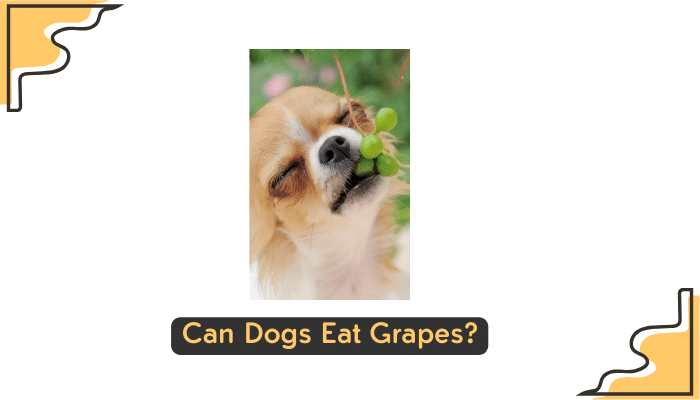 Dogs Eat Grapes treats