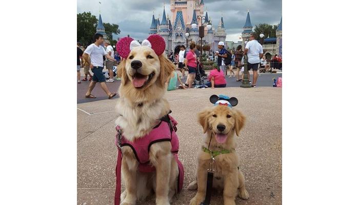 Dogs at Disney land