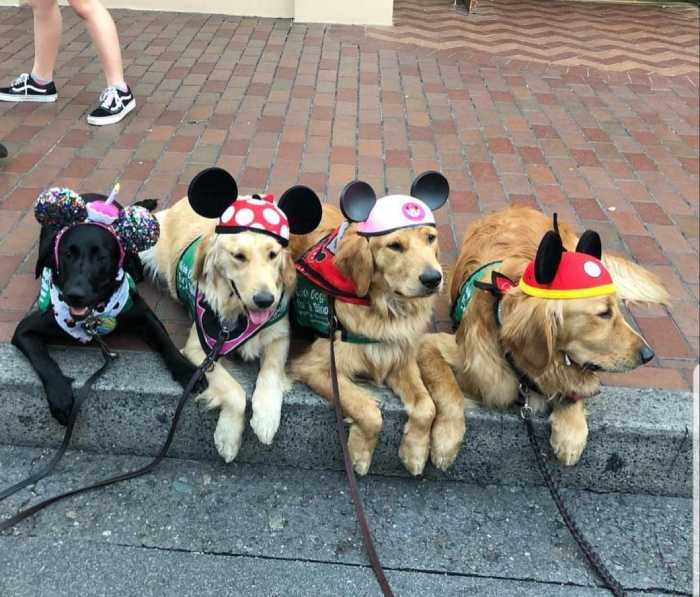 Dogs at Downtown Disney