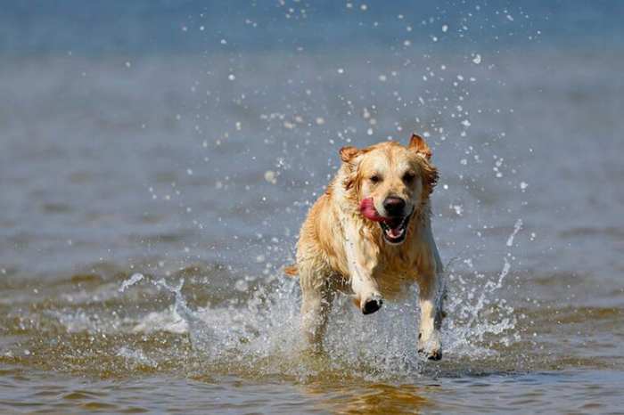 Dogs at Tybee Island Beach