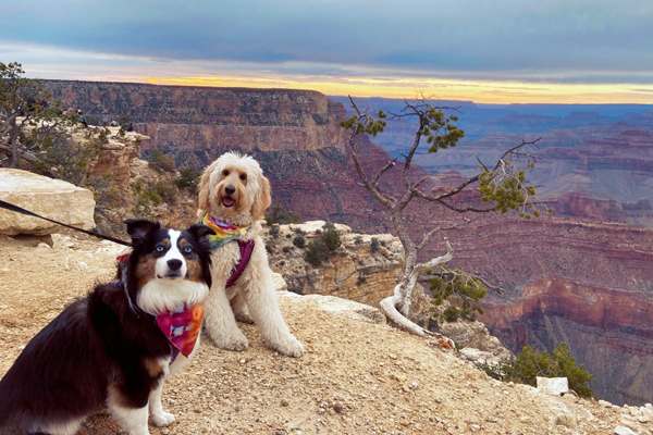 Dogs at the Grand Canyon