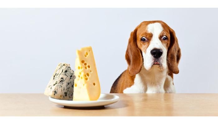 Dogs eat creamy cheese